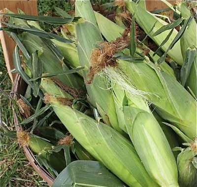 'Old Amos' likened that his hard work trumped the passions of marauding coons for his corn.
