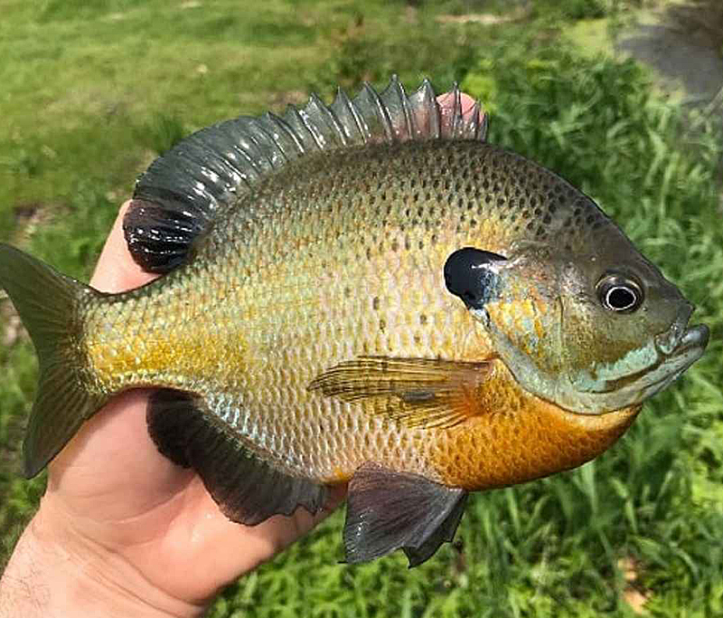 Drop and Pop Fishing for Spawning Sunfish