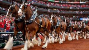 Anheuser-Busch Clydesdales, St. Louis Cardinals Opening Day 2015