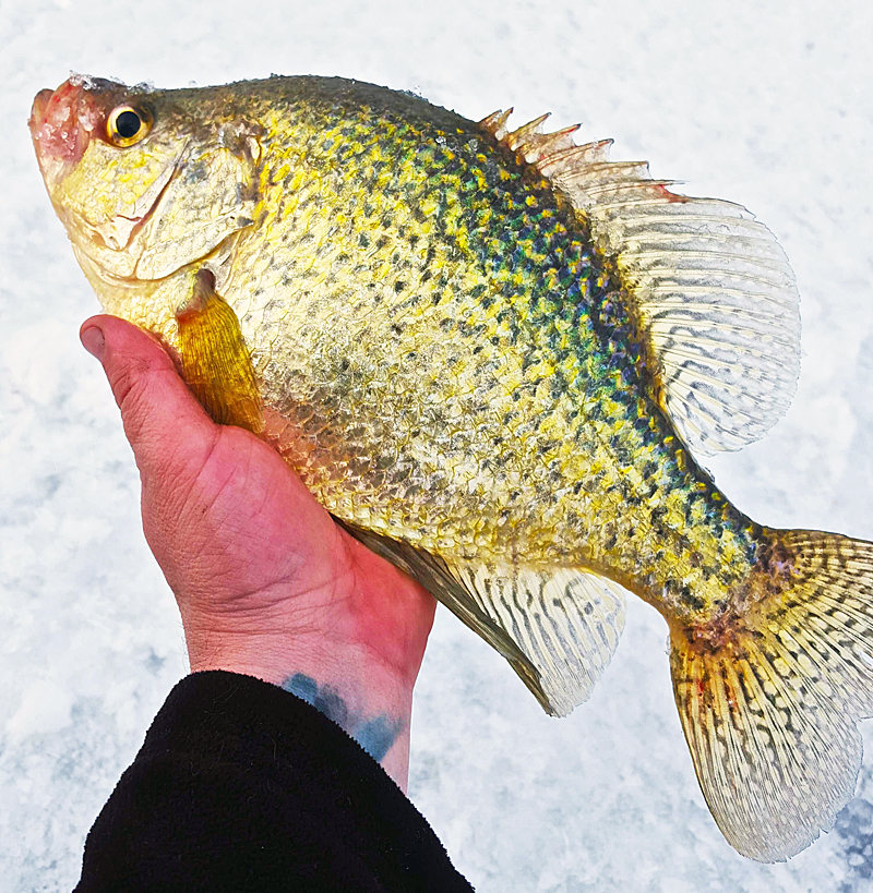 Reilly: It's Never Too Early For Crappies, And Why Not Now? - Press Pros  Magazine