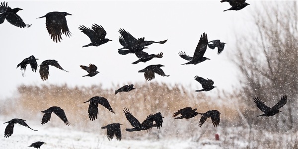 Cappell: A Sunday Crow Hunt….