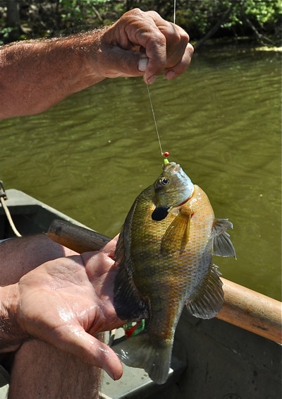 Hickey shows off the biggest bluegill of the day.  He promised some 10-inchers, and he wasn't wrong.