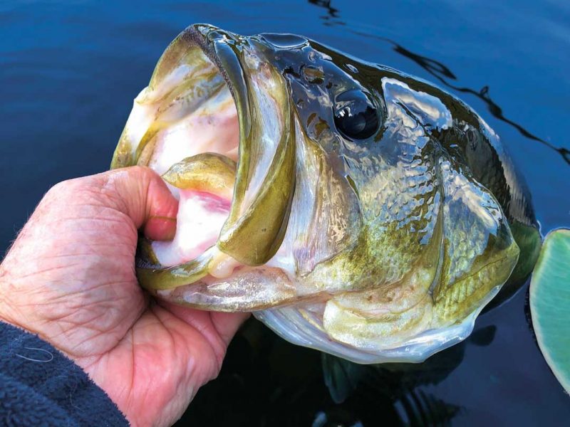 Catching More Bass on Buzzbaits - In-Fisherman