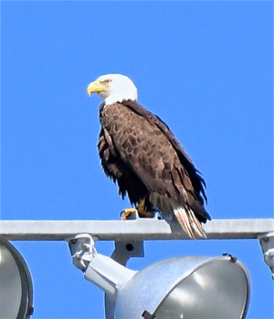 Our fine feathered bald eagles hung around the light poles at game time.