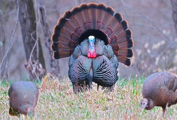 Abrams: Wild Turkey Primer For Young And Old